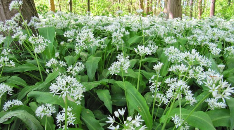 Allium_ursinum-800x445.jpg